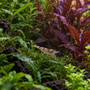 Caradina mini Japonica