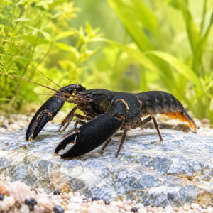 Écrevisse snowden black scorpion à l'unité