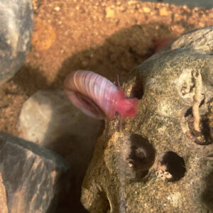 Planorbe de Floride rose ( Lot de 10 soit 1,90 Є pièce) PROMO -20%