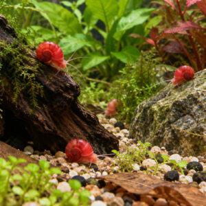 Escargot planorbe rouge par lot de 10 à 43 € soit 4,30 € pièce