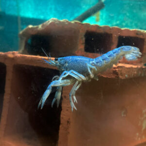 Écrevisse bleue de Floride (Juvenile)