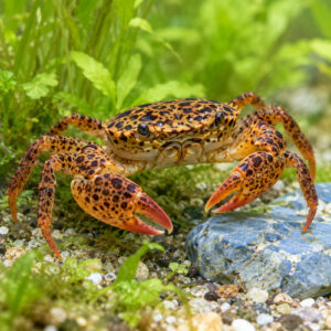 Crabe panthère à l’unité