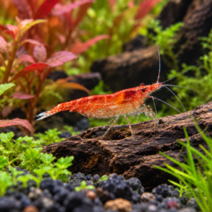 Crevettes davidi red cherry par lot de 50 à 85 € soit 1,70 € pièce
