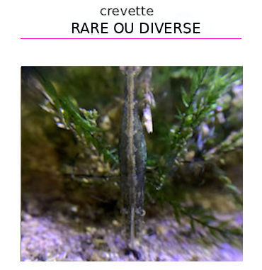 Crevette rare et diverse