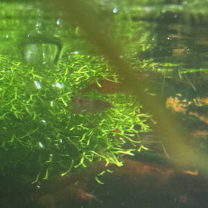 Riccie des flots 30 grammes -40%