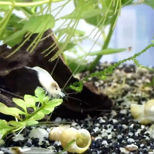 Crevette Neocaridina Davidi palmata white perle ( 3,50 € pièce, par lot de 24 à 84,00 €)