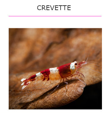 Crevette en vente