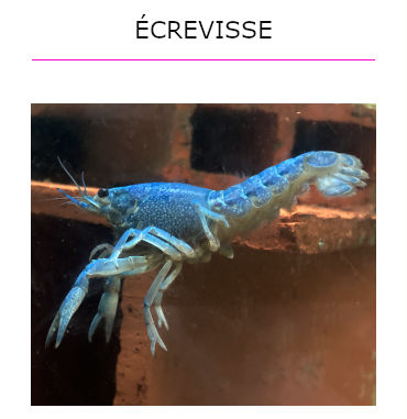 Écrevisse en vente