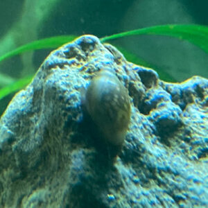 Escargot Physe