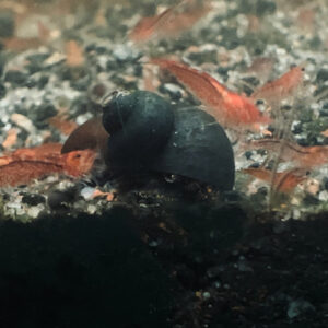 Escargot blue berry snail (lot de 5 soit 7,20 Є pièce)