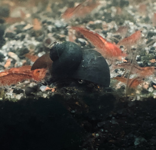 Escargot blue berry snail (lot de 5 soit 7,20 Є pièce)