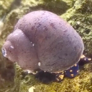 Escargot blue berry