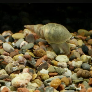 Escargot Limnée des étangs (lot de 5 soit 3,20 Є pièce)