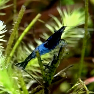 Crevette Neocaridina Davidi rili bleue (4,20 € pièce, par lot de 24 à 100,80 €)