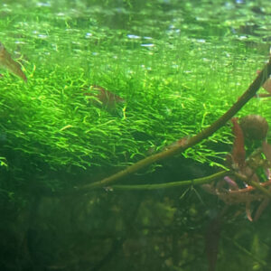 Riccie des flots 30 grammes -40%