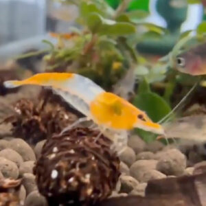 Crevette Neocaridina Davidi rili orange (3,40 € pièce, par lot de 24 à 81,60 €)