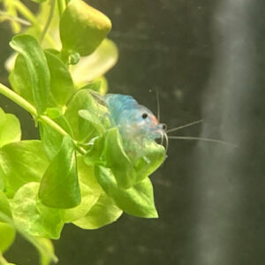 Crevette Neocaridina Davidi blue jelly ( 3,10 € pièce, par lot de 24 à 74,40 €)