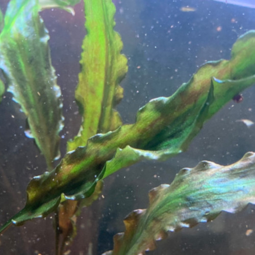 Cryptocorine de Went brown