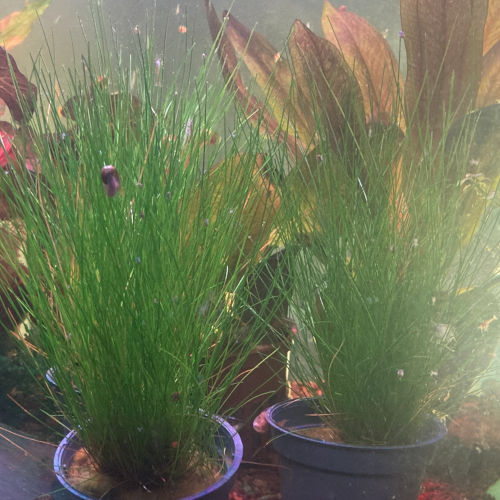 Éléocharis gazonnante naine