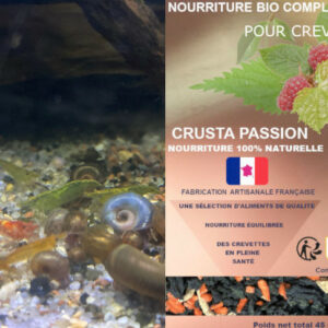 Kit Crevette Neocaridina davidi mixtes déclassées + nourriture