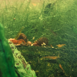 Neocaridina davidi mixtes déclassées