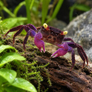 Crabes Dennerle par lot de 6 à 66 Є soit 11 Є pièce