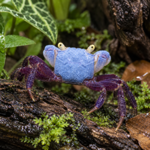 Crabes Dennerle lilas par lot de 3 à 45 Є soit 15 Є pièce