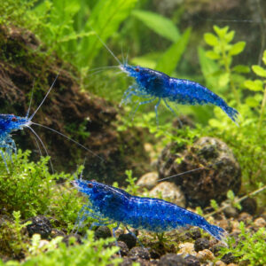 Crevette davidi diamant bleu par lot de 15 à 48 € soit 3,20 € pièce