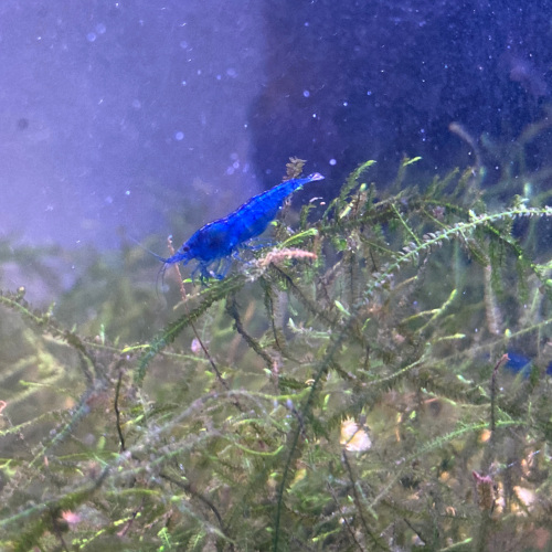 Crevette davidi diamant bleu par lot de 15 à 48 € soit 3,20 € pièce