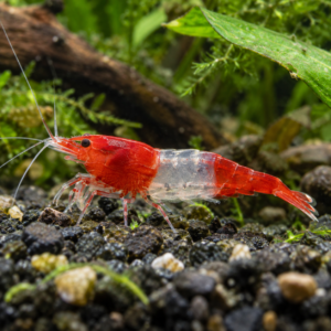 Crevettes  Davidi rili rouge par lot de 24 à 79,20 € soit 3,30 € pièce