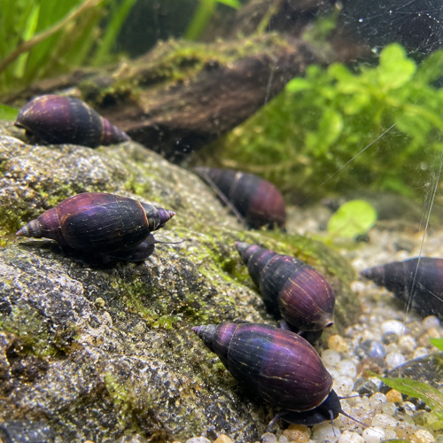 Escargot à tourbillon purple haze par lot de 5 à 30 € soit 6 € pièce
