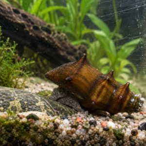 Escargot hérisson par lot de 5 à 26,00 Є soit 5,20 pièce