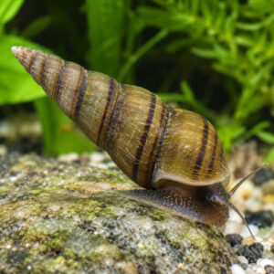 Escargot tournebroche rayé par lot de 10 à 32 Є soit 3,20 pièce