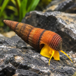Escargot tymomelania sp orange par lot de 5 à 30 Є soit 6 pièce