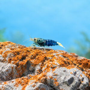Crevette logemanni océan bleu par lot de 6 à 102 Є soit 17 pièce