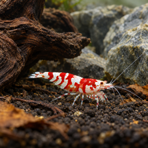 Crevette tigre fantaisie rouge par lot de 6 à 56,00 € soit 9 pièce