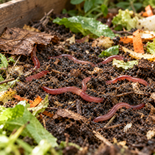 Vers de compost par lot de 60 à 8,40 € soit 0,14 pièce en promotion -15% – Image 2