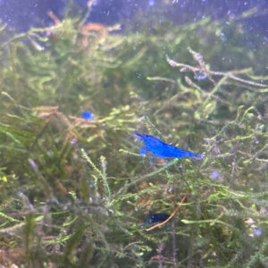 Crevette davidi rêve bleu par lot de 15 à 48 € soit 3,20 € pièce