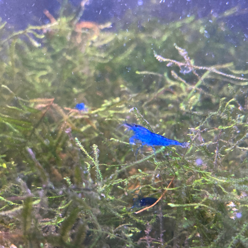 Crevette davidi rêve bleu par lot de 24 à 74,40 € soit 3,10 € pièce