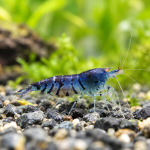 Crevette blue tiger OE par lot de 15 à 105 € soit 7 pièce