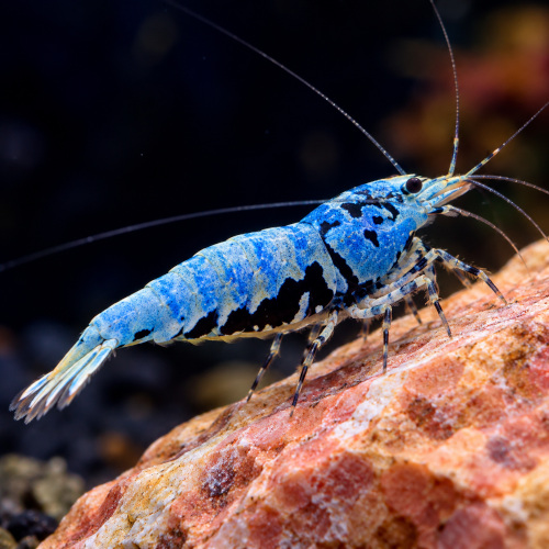 Crevette boa bleu par lot de 6 à 180 € soit 30 pièce