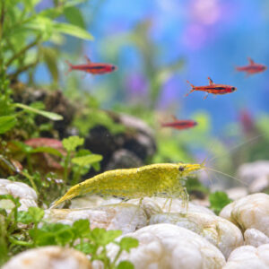 Crevettes davidi jade serpentine verte dos jaune par lot de 15 à 78 € soit 5,20 € pièce