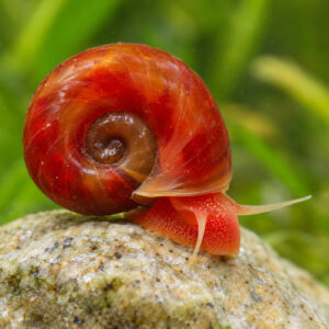 Escargot planorbe rouge par lot de 10 à 12 € soit 1,20 € pièce