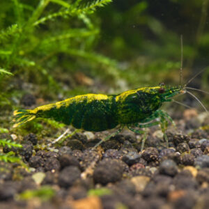Crevette davidi sakura jade verte par lot de 15 à 120 € soit 8 € pièce
