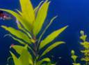 Hygrophila corymbosa