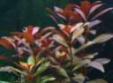 Ludwigia repens rubin