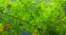 Elodea canadensis