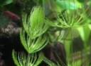 Ceratophyllum demersum