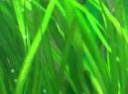 Vallisneria spiralis