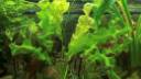 Aponogeton ulvaceus